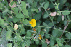 Crotalaria filipes